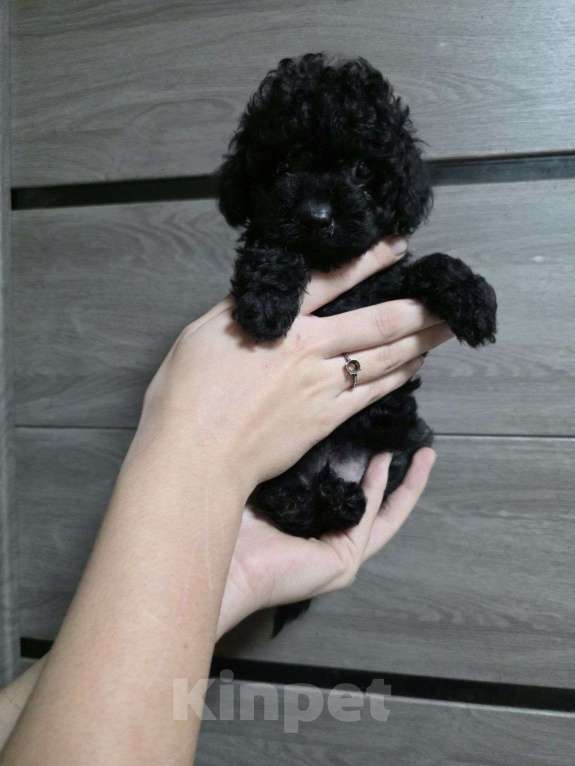 Собаки в Москве: Красивые малыши той пуделя. Мальчик, 75 000 руб. - фото 3
