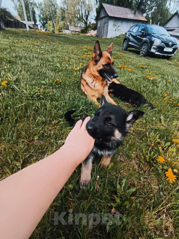 Собаки в Москве: Мальчик немецкой овчарки Мальчик, 8 000 руб. - фото 3