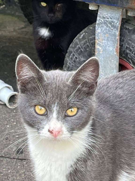 Кошки в Москве: Анечка ищет дом Девочка, Бесплатно - фото 3