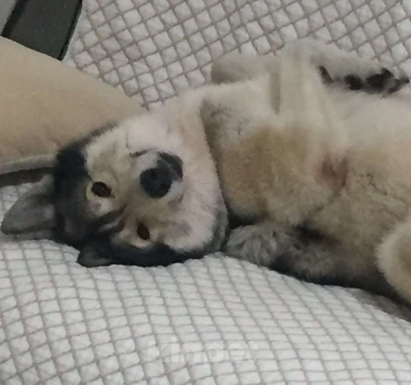 Собаки в Санкт-Петербурге: Западносибирская лайка, взрослая собака - Бесплатно  Мальчик, Бесплатно - фото 6