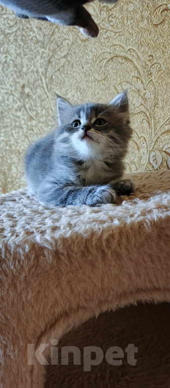 Кошки в Севастополе: Шотландский котёнок Мальчик, 15 000 руб. - фото 6