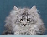 Кошки в Ливны: Мейн-кун котенок, 12 000 руб. - фото 2
