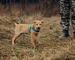 Собаки в Москве: Рыжий мальчишка в поисках дома Мальчик, Бесплатно - фото 3