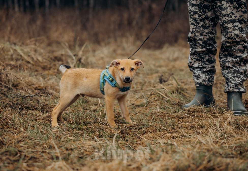 Собаки в Москве: Рыжий мальчишка в поисках дома Мальчик, Бесплатно - фото 3