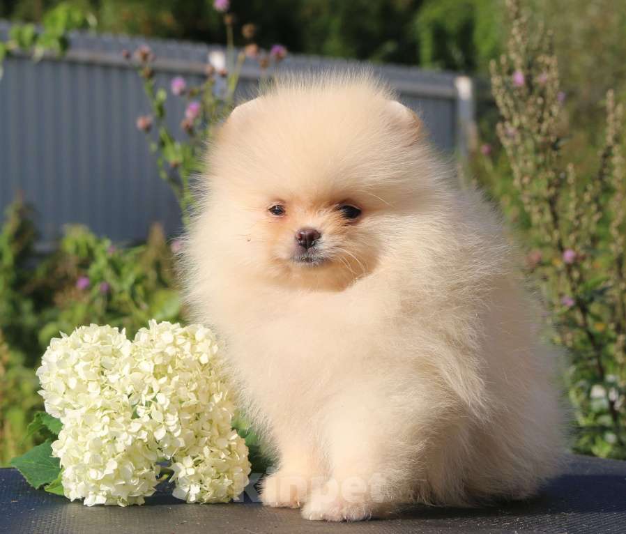 Собаки в Москве: померанский шпиц  Девочка, 50 000 руб. - фото 7