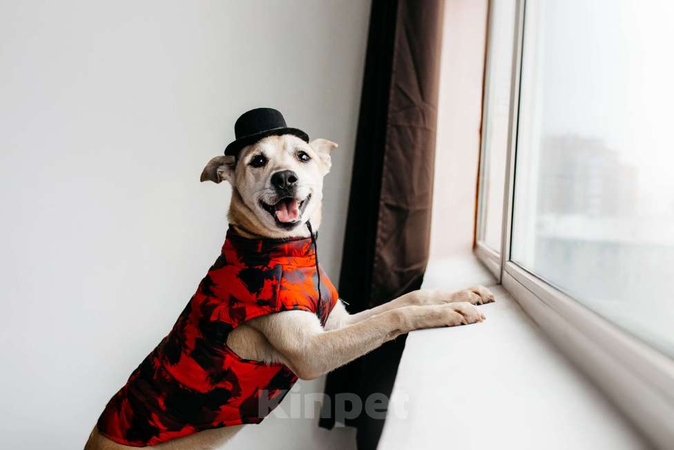 Собаки в Москве: Бевшедомашний пес Филя, в приюте. Очень нужен дом!  Мальчик, Бесплатно - фото 2