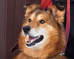 Собаки в Москве: Рыжая пушистая собака-красавица Леди в добрые руки Девочка, 1 руб. - фото 2