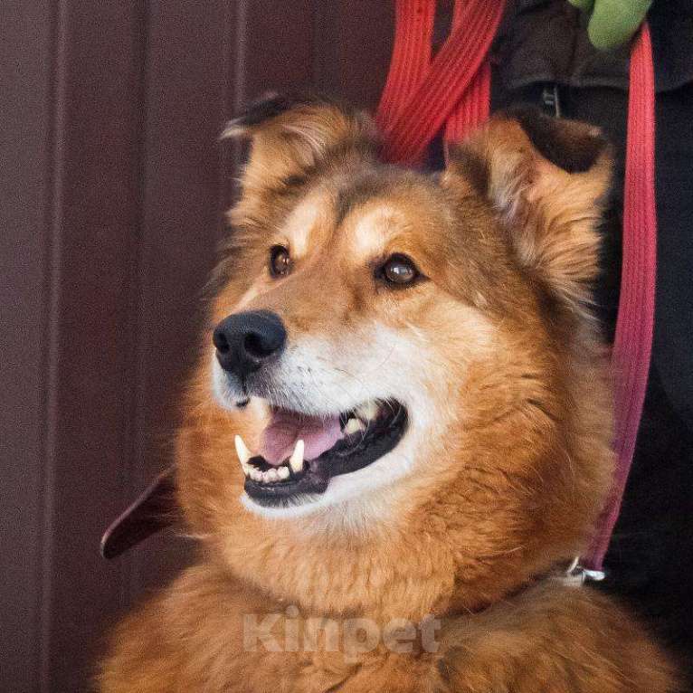 Собаки в Москве: Рыжая пушистая собака-красавица Леди в добрые руки Девочка, 1 руб. - фото 2