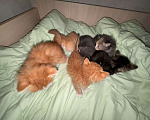 Кошки в Сарапуле: Котята Разнополые, Бесплатно - фото 2