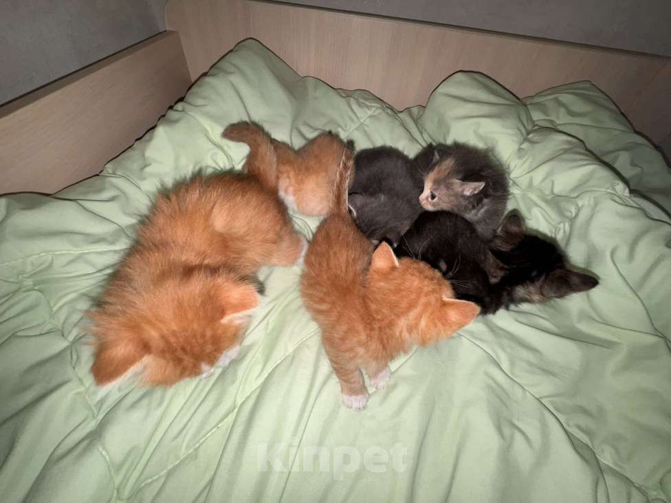 Кошки в Сарапуле: Котята Разнополые, Бесплатно - фото 2