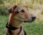 Собаки в Москве: Джой Мальчик, Бесплатно - фото 6