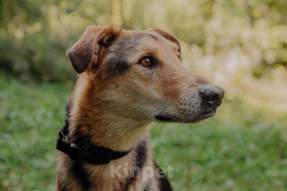 Собаки в Москве: Джой Мальчик, Бесплатно - фото 6
