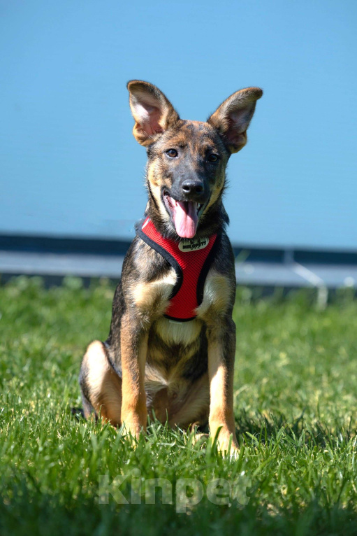 Собаки в Москве: Щенок в добрые руки бесплатно Москва Девочка, Бесплатно - фото 6