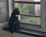 Кошки в Москве: Бэлле срочно нужен дом Девочка, Бесплатно - фото 3