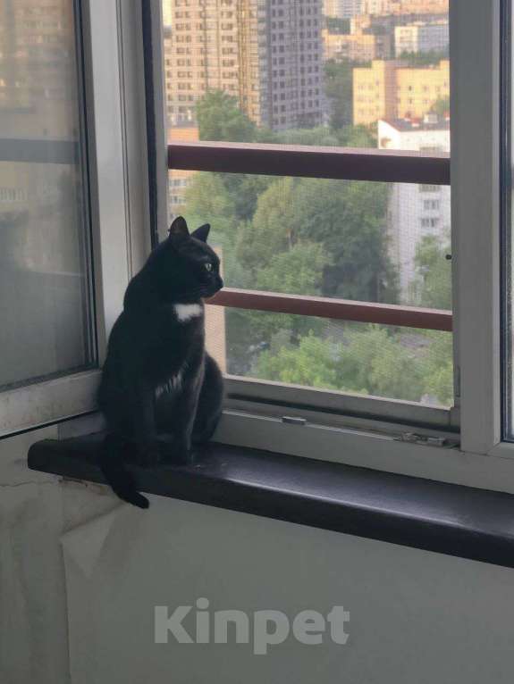 Кошки в Москве: Бэлле срочно нужен дом Девочка, Бесплатно - фото 3