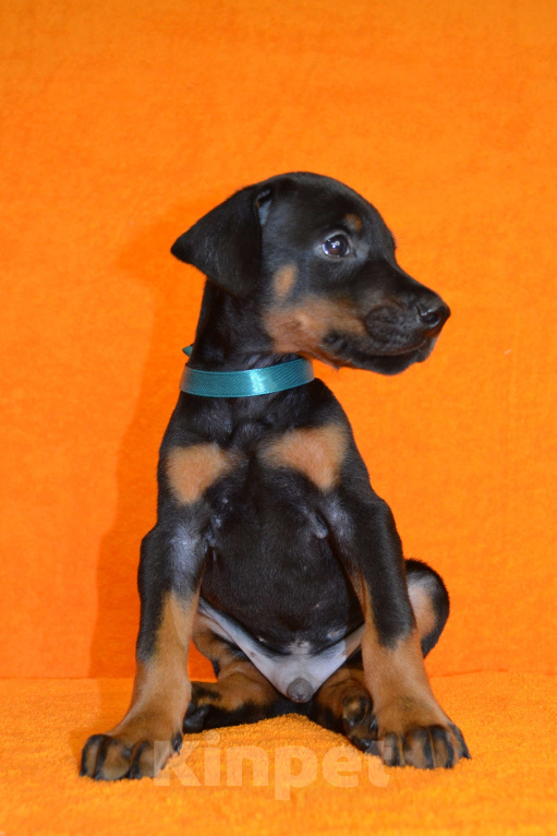 Собаки в Санкт-Петербурге: Щенок добермана Арман Мальчик, 130 000 руб. - фото 2