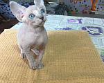 Кошки в Саратове: Очаровательные котята  Мальчик, 7 000 руб. - фото 2
