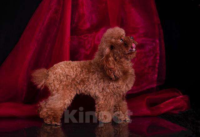 Собаки в Москве: щенки мальтипу Ф1 Мальчик, 150 000 руб. - фото 4