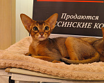 Кошки в Санкт-Петербурге: Абиссинский котенок из питомника Мальчик, 60 000 руб. - фото 1