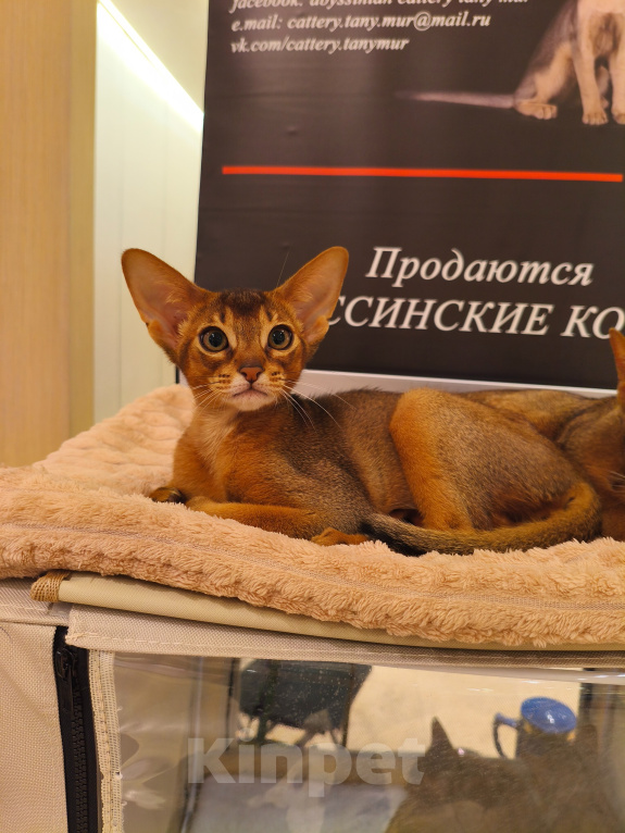 Кошки в Санкт-Петербурге: Абиссинский котенок из питомника Мальчик, 60 000 руб. - фото 1