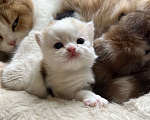 Кошки в Новосибирске: Котенок Девочка, Бесплатно - фото 1