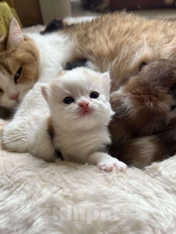 Кошки в Новосибирске: Котенок Девочка, Бесплатно - фото 1