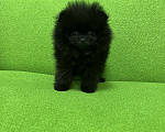 Собаки в Химках: Черный мальчик Мальчик, 30 000 руб. - фото 1