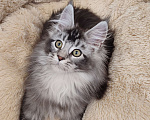 Кошки в Новосибирске: Продам котика породы мейн-кун!  Мальчик, Бесплатно - фото 2