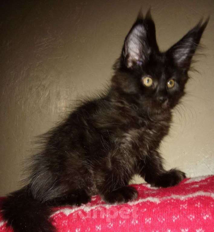 Кошки в Москве: Маленькие рыси Девочка, Бесплатно - фото 3