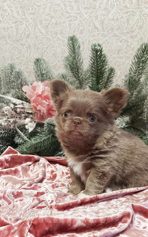 Собаки в Новосибирске: Девочка Чихуахуа  Девочка, Бесплатно - фото 3