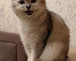 Кошки в Москве: Шотландский кот на вязку Мальчик, 2 000 руб. - фото 2