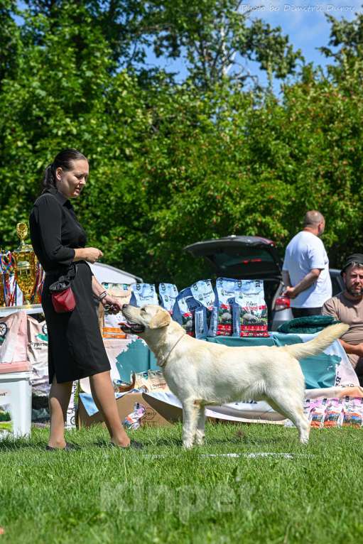 Собаки в Воронеже: Лабрадор кобель на вязку Мальчик, Бесплатно - фото 3