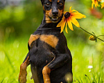 Собаки в Новосибирске: Щенки цвергпинчера Разнополые, 65 000 руб. - фото 2