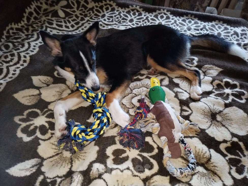 Собаки в Москве: Ищем ответственных хозяев для прекрасной собаки Эльзы. Девочка, Бесплатно - фото 7