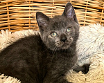 Кошки в Калуге: Синди-Синдерелла, пепельная малышка. Котенок в добрые руки. Девочка, Бесплатно - фото 2