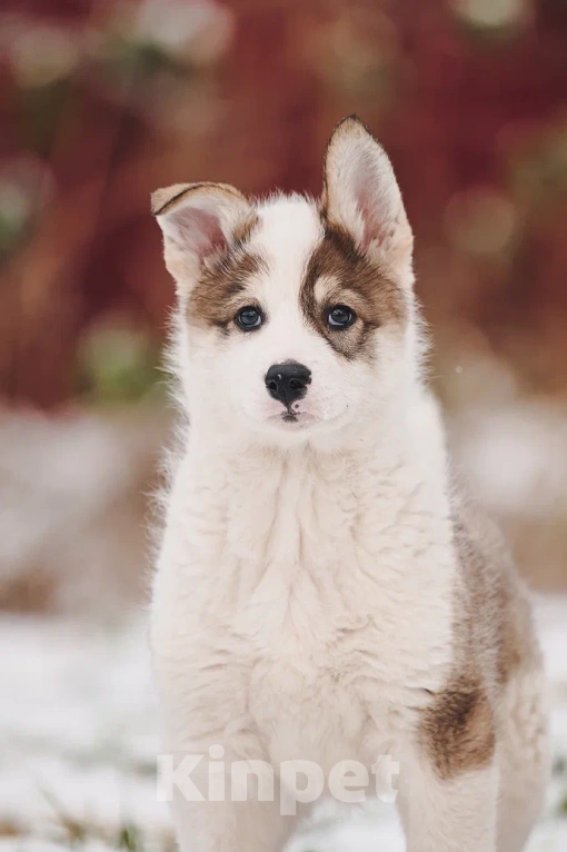Собаки в Лосином-Петровском: Любава якутенок в добрые руки Девочка, Бесплатно - фото 2