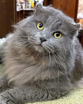 Трюфель ищет дом