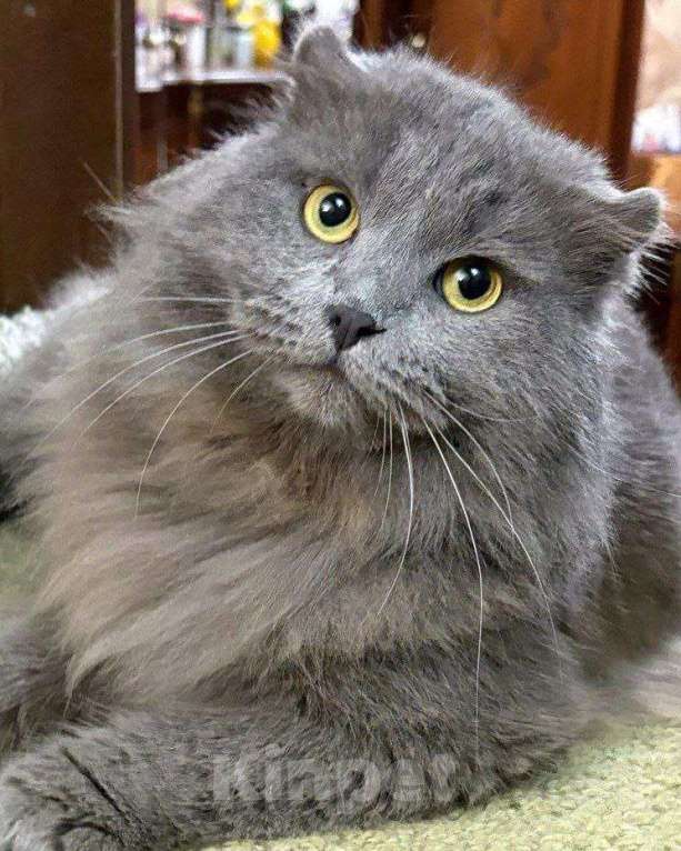 Кошки в Москве: Трюфель ищет дом Девочка, Бесплатно - фото 1