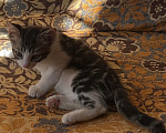 Кошки в Ростове-на-Дону: Котенок в добрые руки Мальчик, Бесплатно - фото 3
