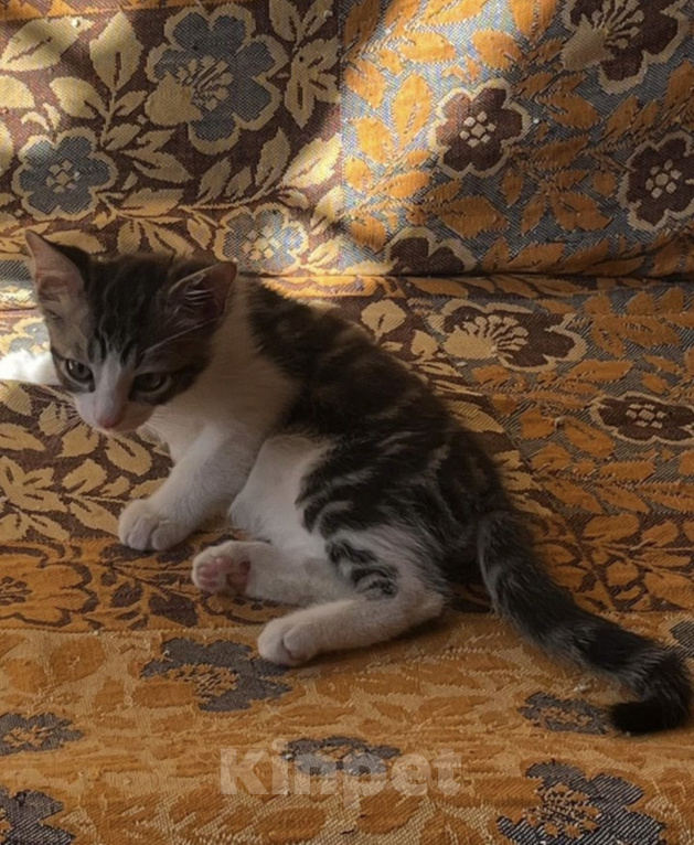 Кошки в Ростове-на-Дону: Котенок в добрые руки Мальчик, Бесплатно - фото 3