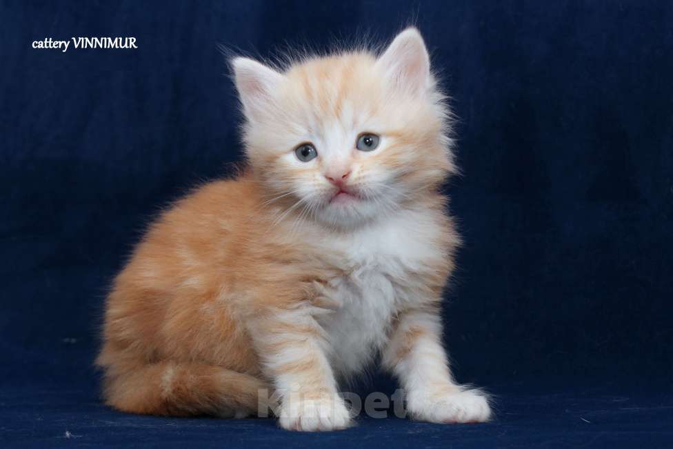 Кошки в Санкт-Петербурге: Сибирский котенок Мальчик, Бесплатно - фото 1