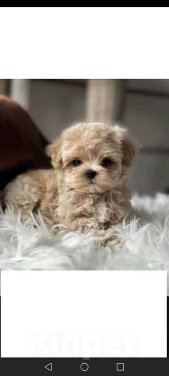 Собаки в Москве: Красотка Девочка, 40 руб. - фото 1