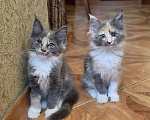 Кошки в Раменском: Котята мейн кун Разнополые, 20 000 руб. - фото 2