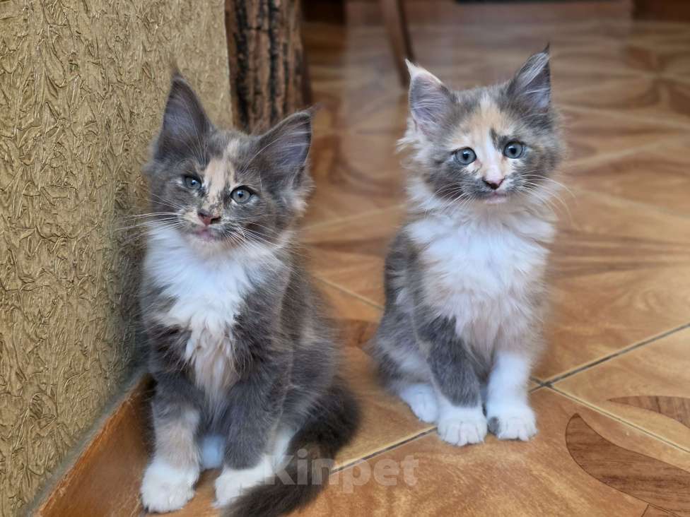 Кошки в Раменском: Котята мейн кун Разнополые, 20 000 руб. - фото 2