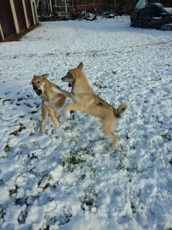Собаки в других городах Калужской области: Щенки ЗСЛ https://ok.ru/profile/910355616134?utm_campaign=web_share&utm_content=profile Мальчик, 7 000 руб. - фото 8