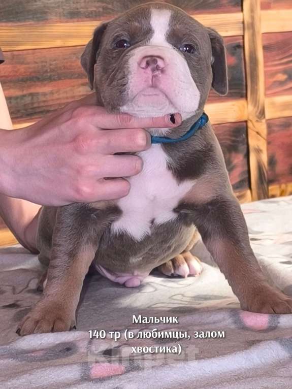 Собаки в Черногорске: Мальчик Мальчик, 140 000 руб. - фото 3