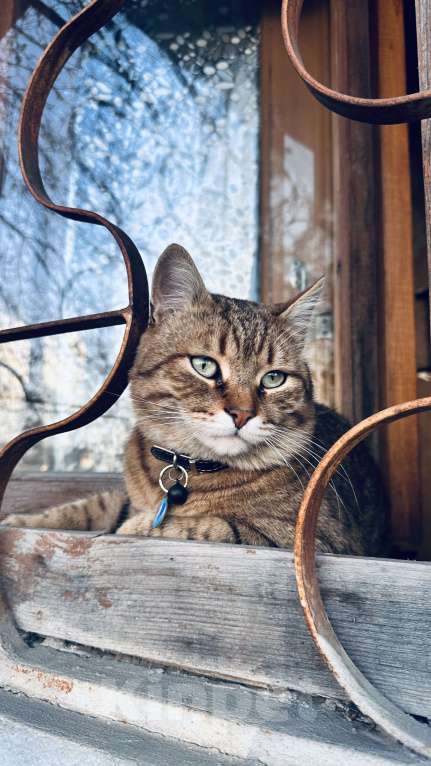 Кошки в Белгороде: Ищу пропавшего кота Мальчик, Бесплатно - фото 3