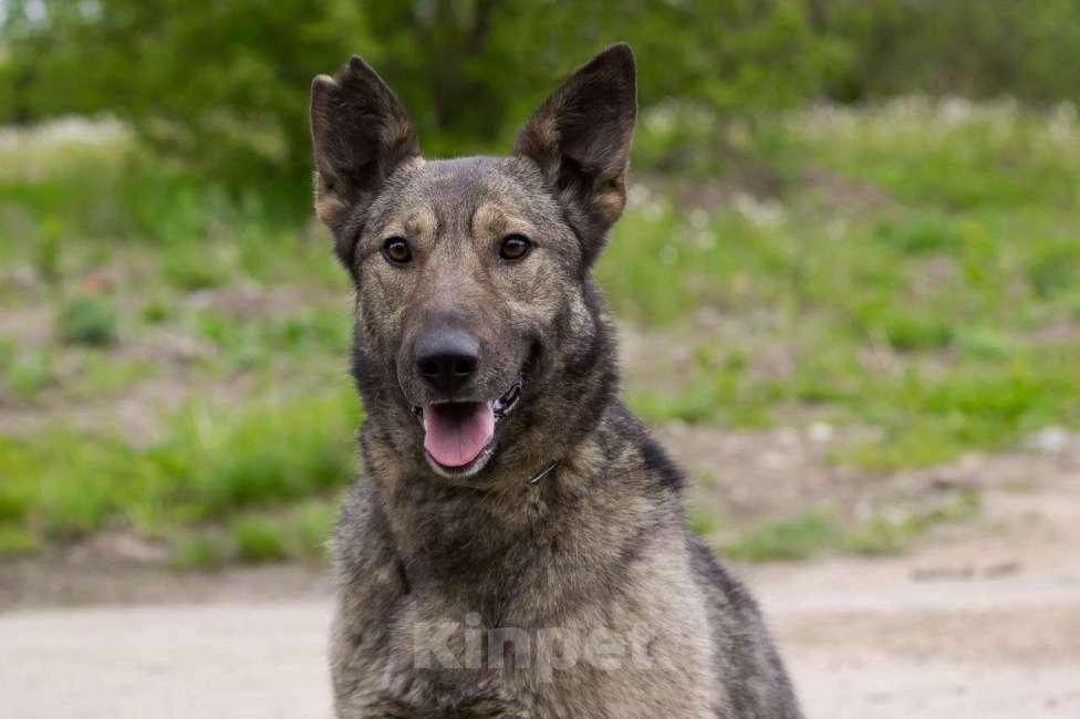 Собаки в Москве: Пайпер Девочка, Бесплатно - фото 3