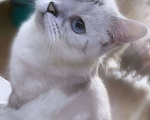Кошки в Златоусте: Шотландский прямоухий  Девочка, 7 000 руб. - фото 6