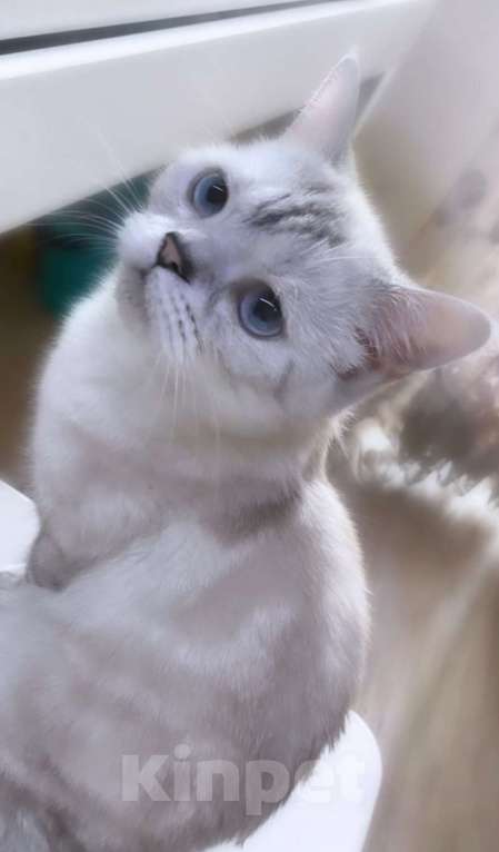 Кошки в Златоусте: Шотландский прямоухий  Девочка, 7 000 руб. - фото 6